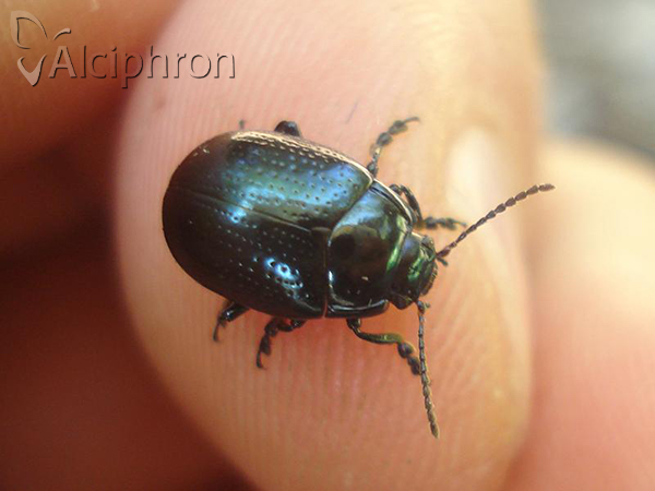 Chrysolina oricalcia