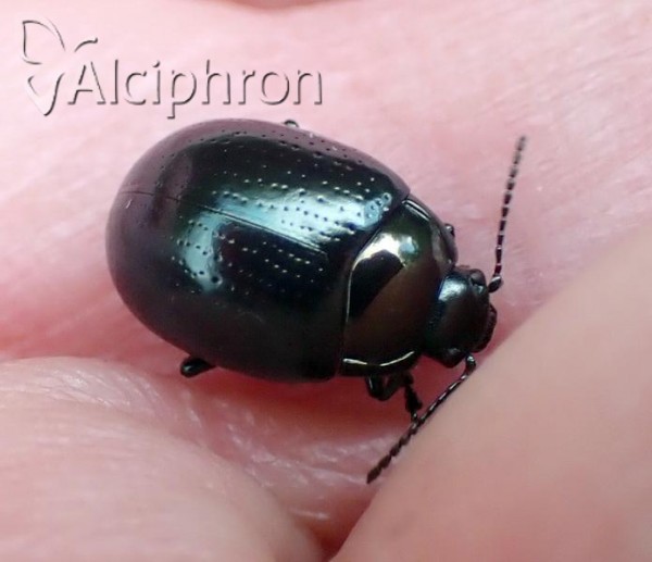 Chrysolina oricalcia