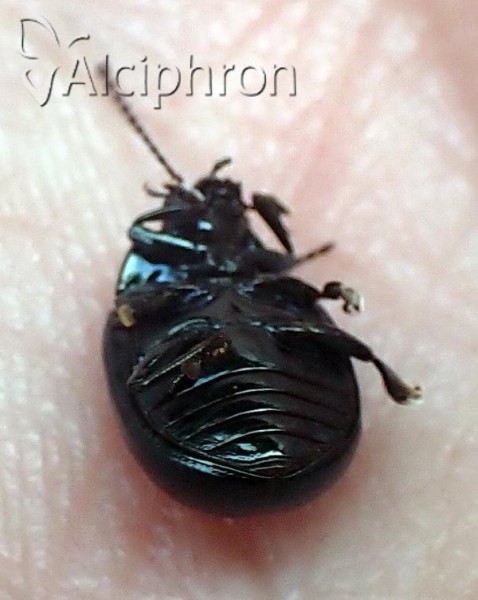 Chrysolina oricalcia