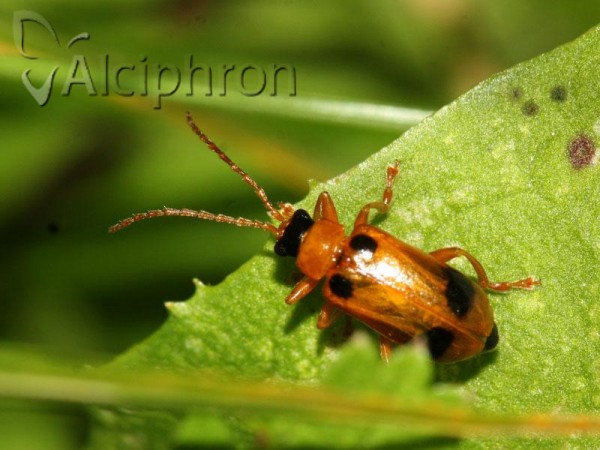 Phyllobrotica quadrimaculata
