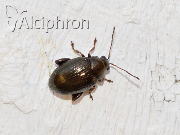 Hippuriphila modeeri