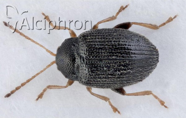 Epitrix atropae