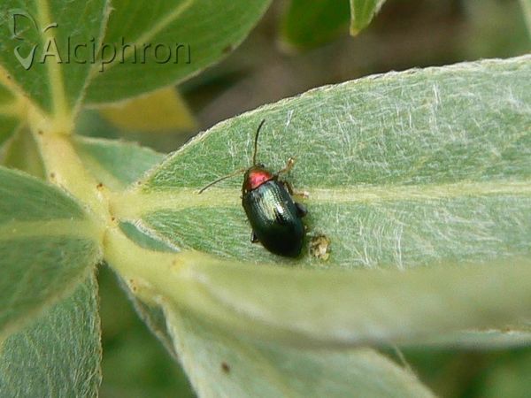 Crepidodera aurata