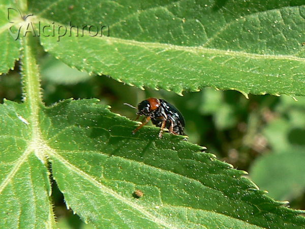 Crepidodera aurata
