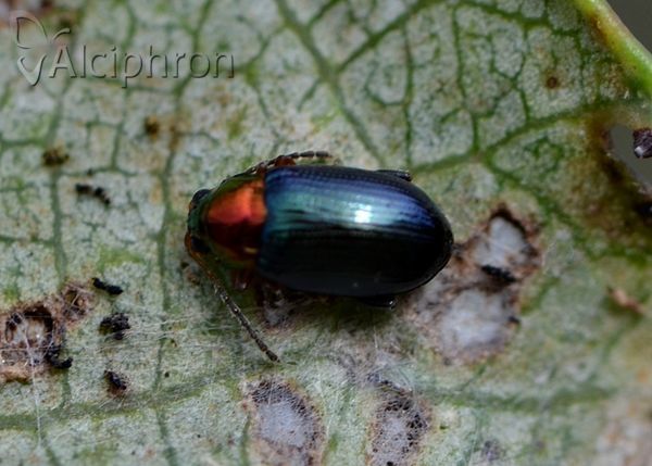 Crepidodera aurata