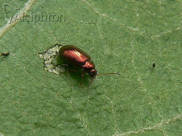 Crepidodera aurea