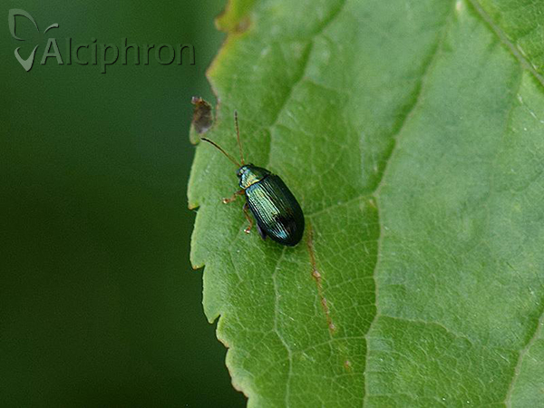 Crepidodera aurea