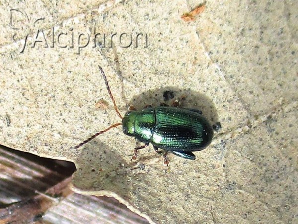 Crepidodera aurea
