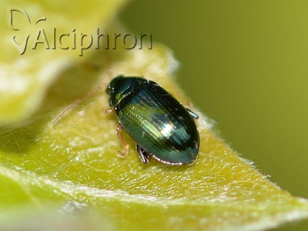 Crepidodera aurea