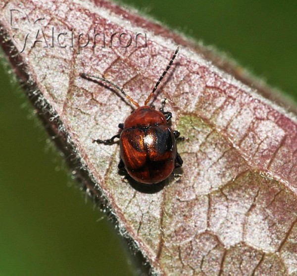Argopus bicolor