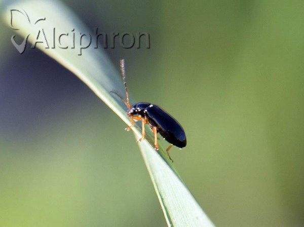 Aphthona euphorbiae