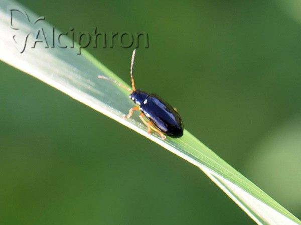 Aphthona euphorbiae