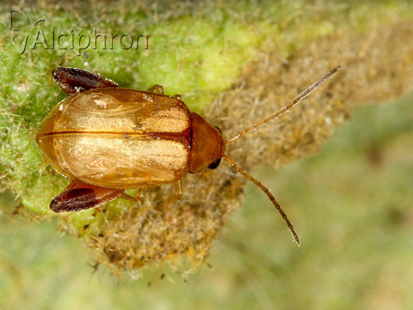 Aphthona flava