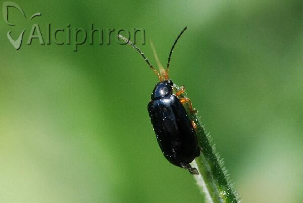 Aphthona lacertosa