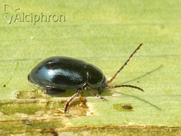 Aphthona nonstriata