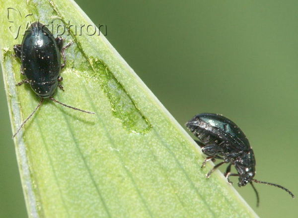 Aphthona nonstriata