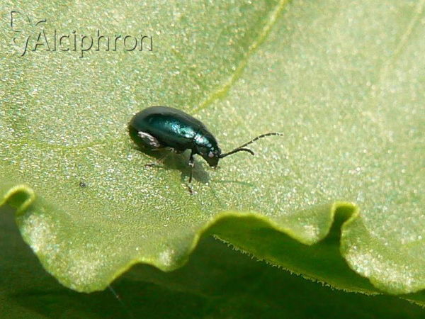 Aphthona nonstriata
