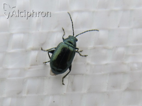 Altica brevicollis