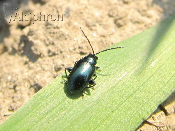 Altica oleracea