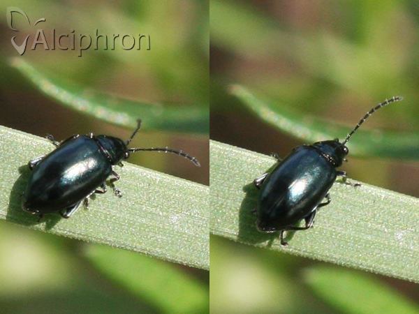 Altica oleracea