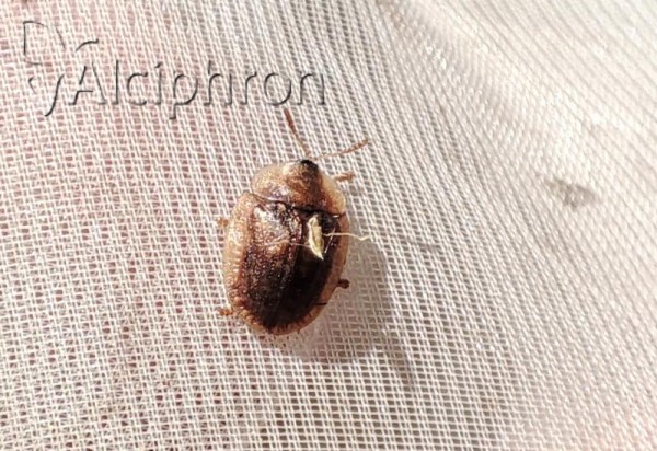 Hypocassida cornea