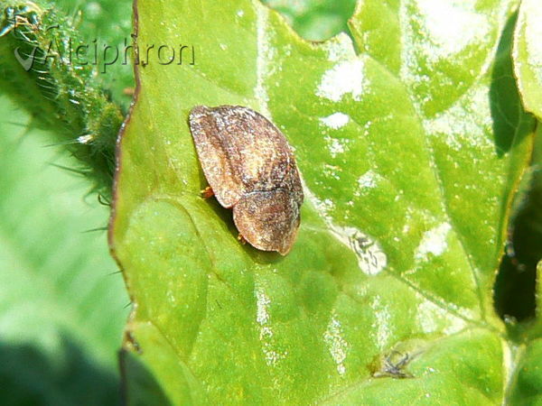Hypocassida subferruginea