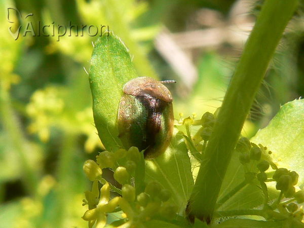 Cassida bergeali