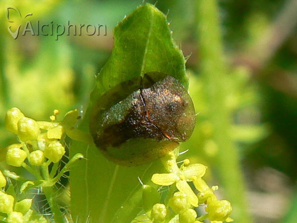 Cassida bergeali