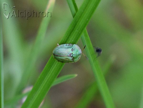 Cassida denticollis
