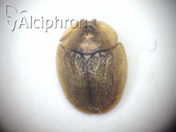 Cassida flaveola