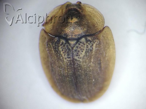 Cassida flaveola
