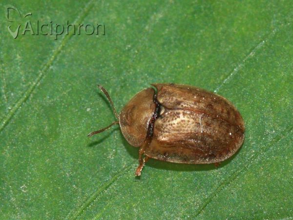 Cassida nebulosa