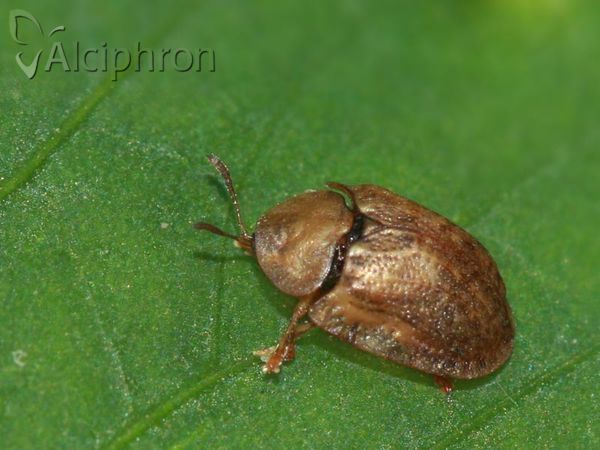 Cassida nebulosa