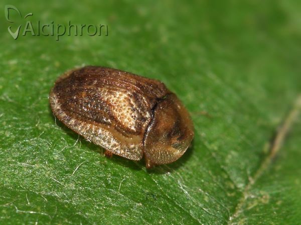 Cassida nebulosa