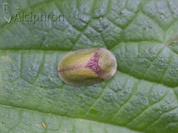 Cassida rubiginosa