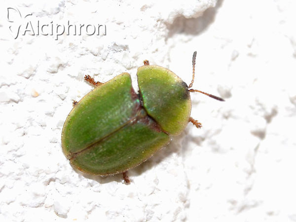 Cassida rubiginosa