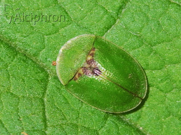 Cassida rubiginosa