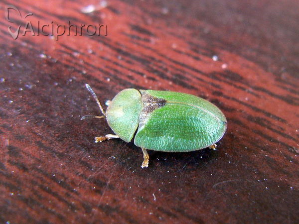 Cassida rubiginosa