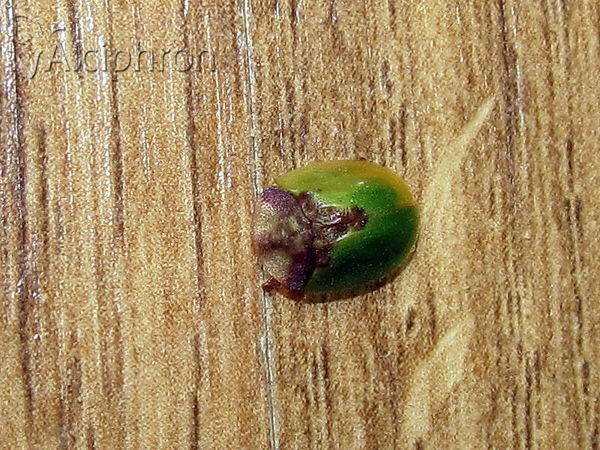Cassida rubiginosa