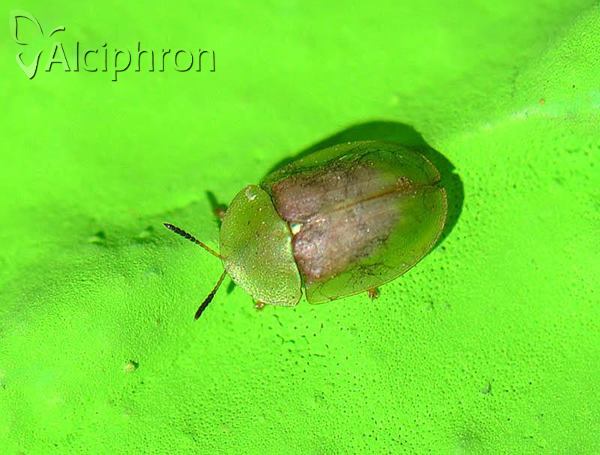 Cassida rufovirens