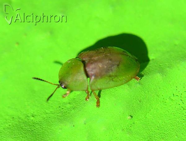 Cassida rufovirens
