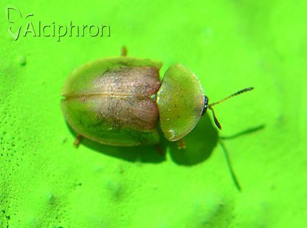 Cassida rufovirens