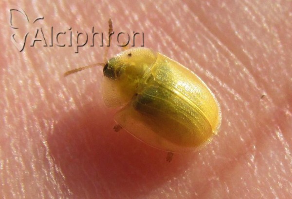 Cassida sanguinosa