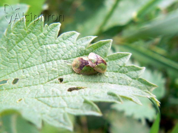 Cassida vibex