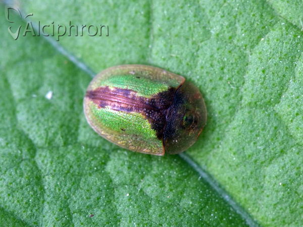 Cassida vibex