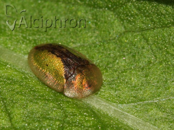 Cassida vibex