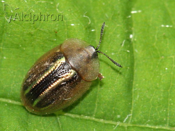 Cassida nobilis