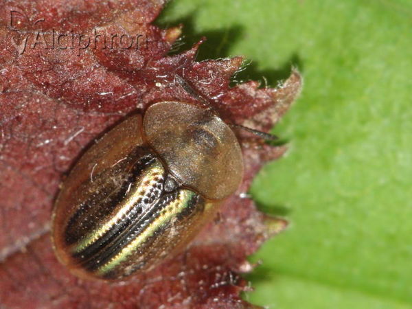 Cassida nobilis