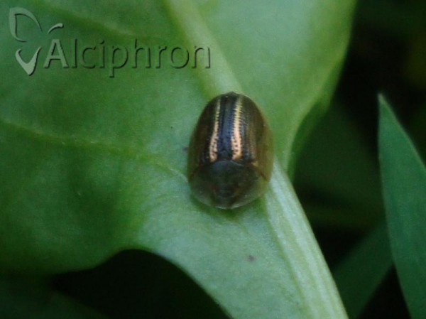 Cassida nobilis