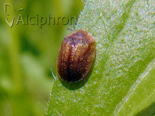 Cassida azurea